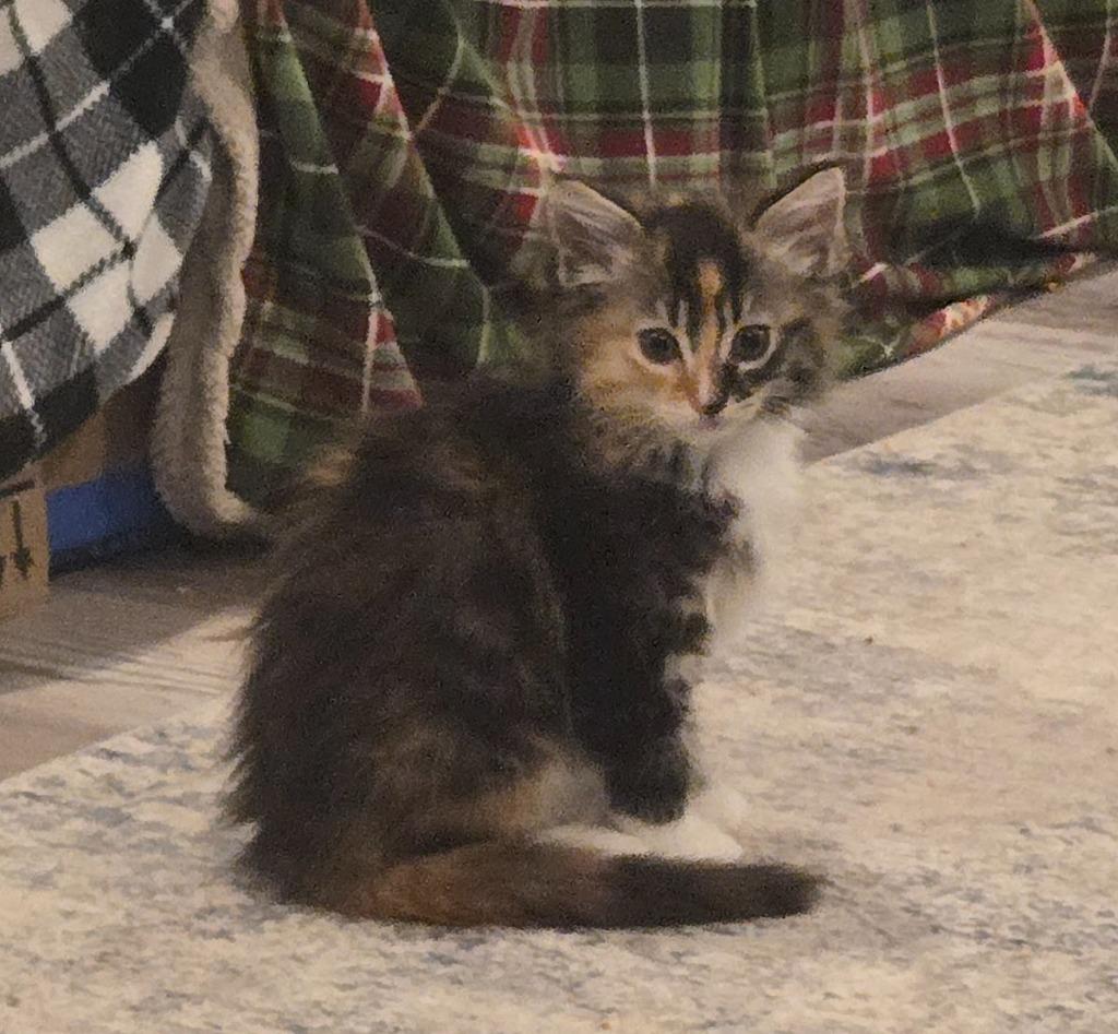 Enlarge Amber Glenn, a Adopted mixed breed in Parkville, MD image 1/6