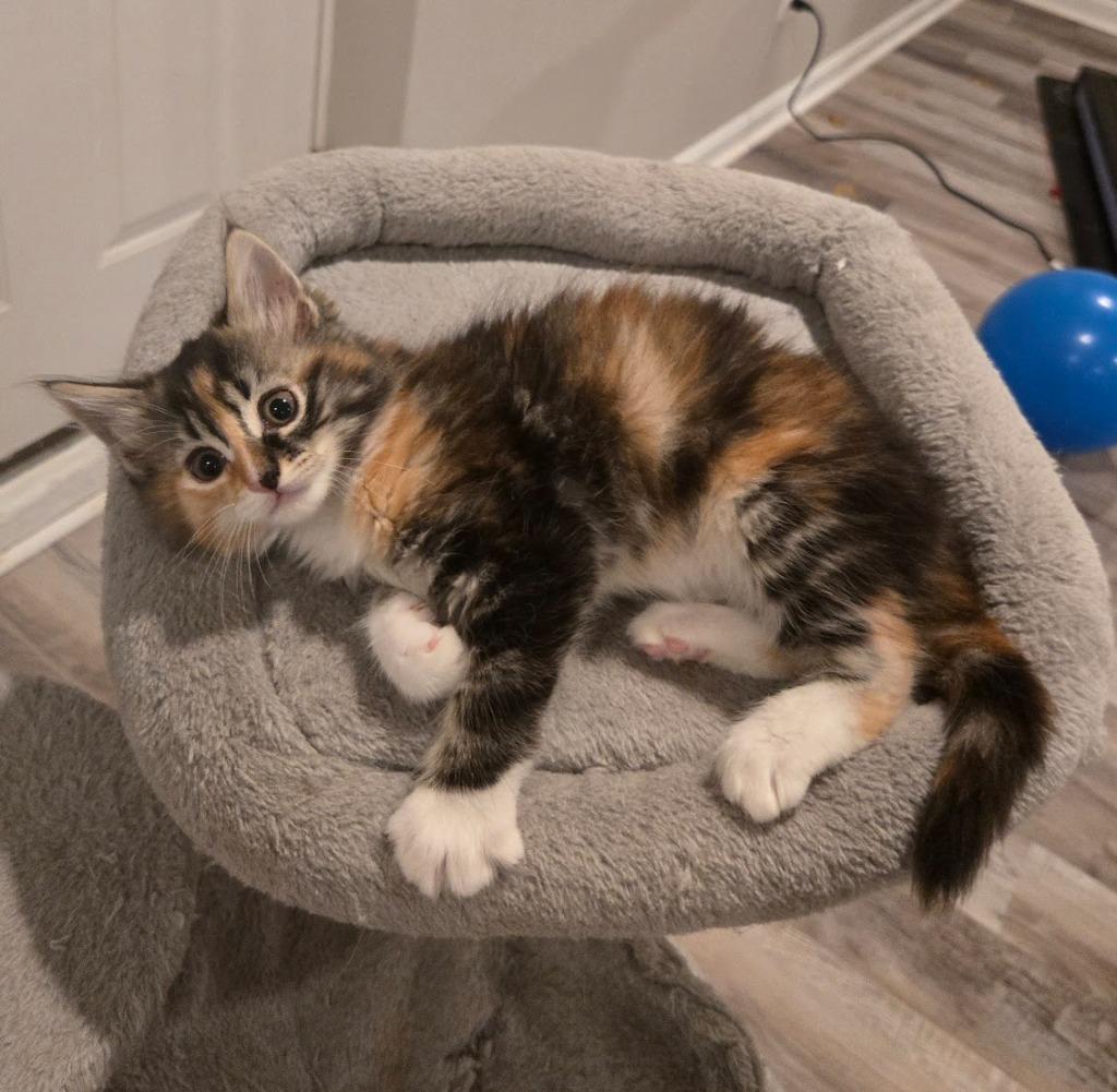Enlarge Amber Glenn, a Adopted mixed breed in Parkville, MD image 2/6