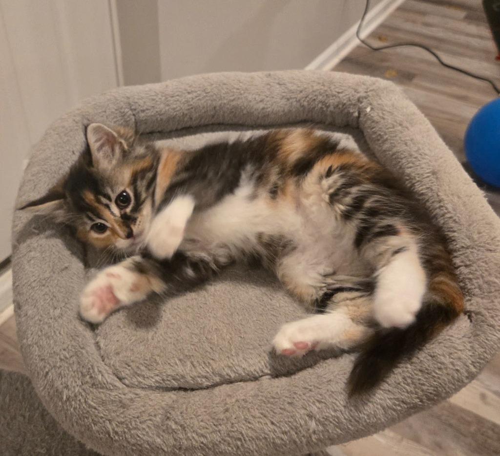 Enlarge Amber Glenn, a Adopted mixed breed in Parkville, MD image 3/6