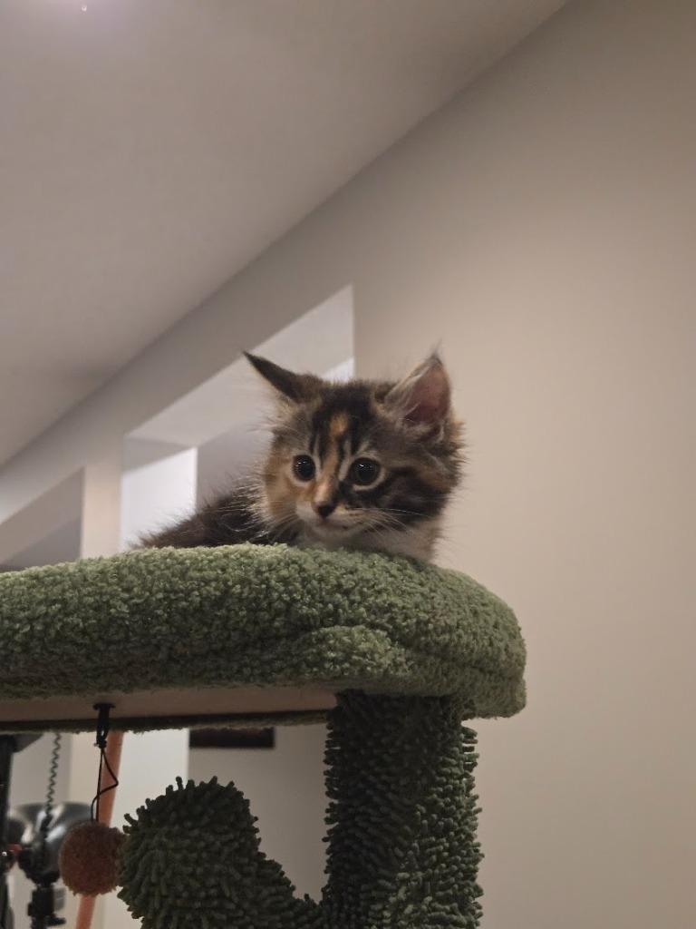 Enlarge Amber Glenn, a Adopted mixed breed in Parkville, MD image 5/6