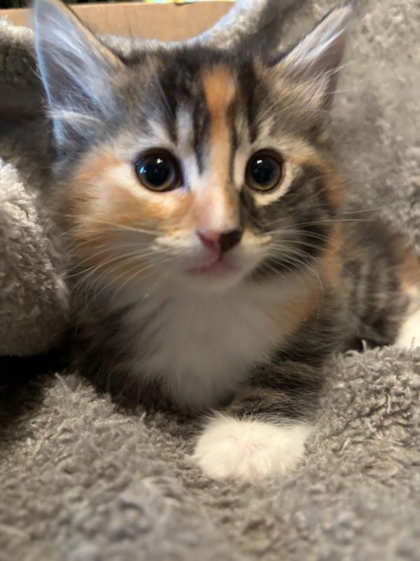 Enlarge Amber Glenn, a Adopted mixed breed in Parkville, MD image 6/6