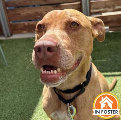 Enlarge Luca, a Adoptable mixed breed in Merriam, KS image 1/3