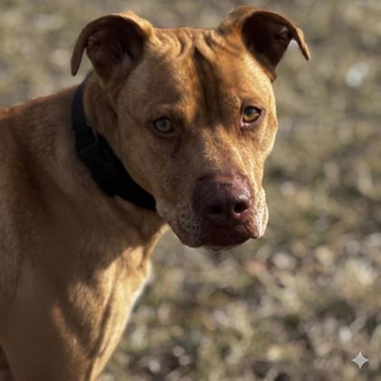 Enlarge Luca, a Adoptable mixed breed in Merriam, KS image 1/3