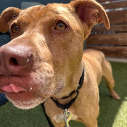 Enlarge Luca, a Adoptable mixed breed in Merriam, KS image 1/3