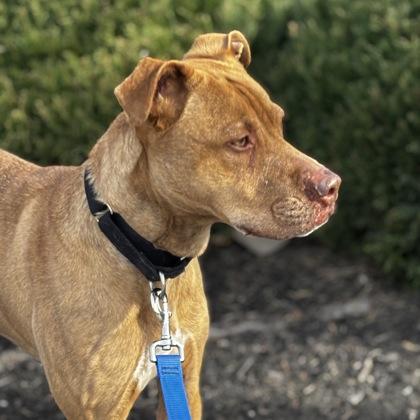 Enlarge Luca, a Adoptable mixed breed in Merriam, KS image 3/3