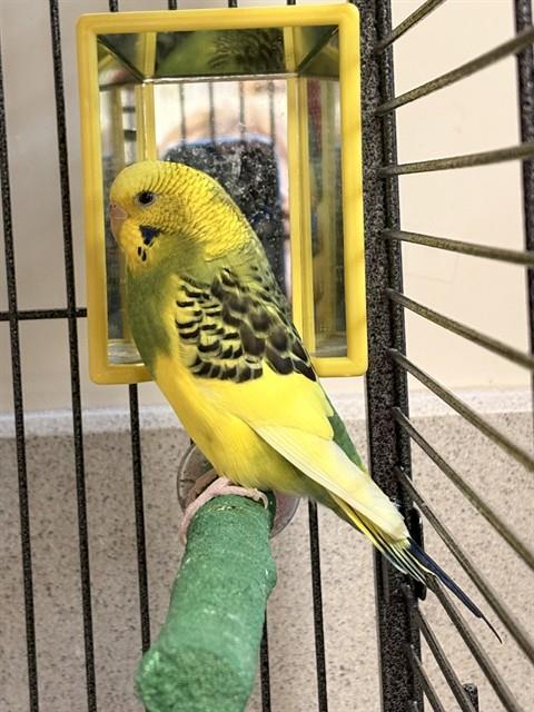 LULA, Adoptable, Young Female Parakeet (Other).