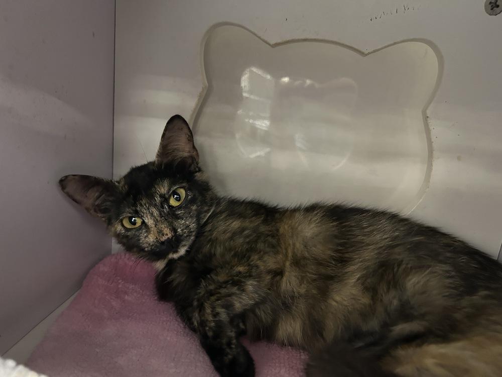 Stardust, Adoptable, Young Female Domestic Short Hair.