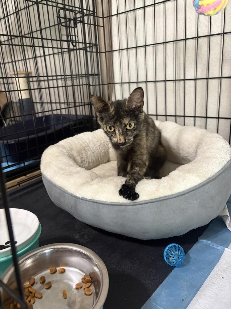 Enlarge Stardust, a Adoptable Domestic Short Hair in Orlando, FL image 2/3