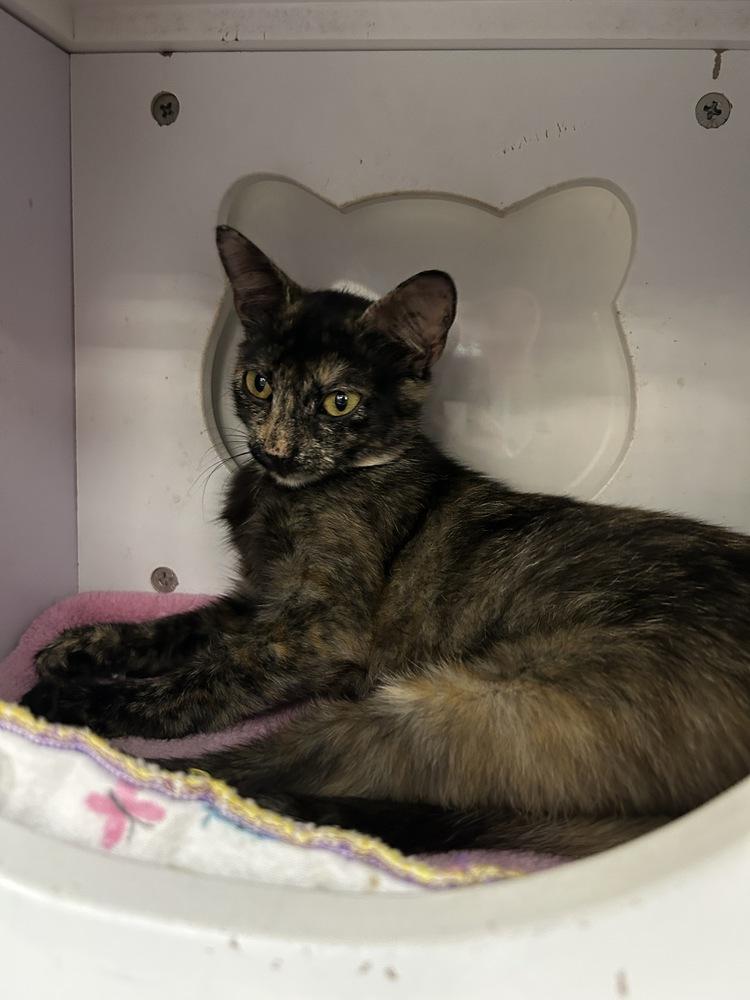 Enlarge Stardust, a Adoptable Domestic Short Hair in Orlando, FL image 3/3