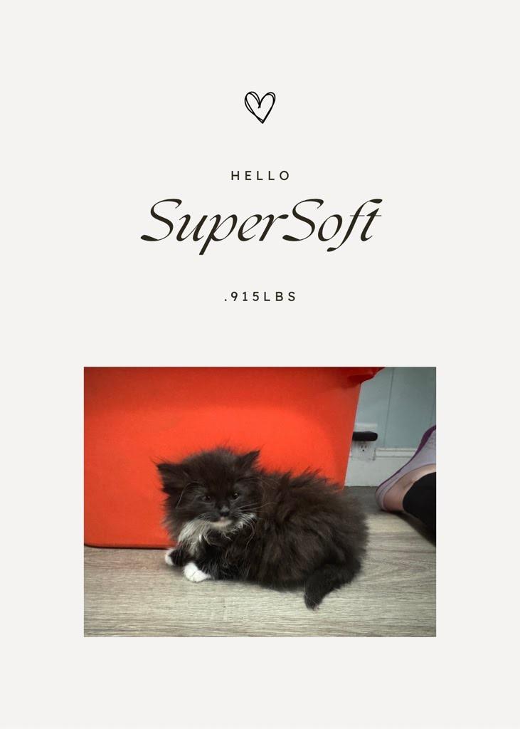 Enlarge Muffin, a Adoptable Tuxedo in Johnson City, TN image 2/2