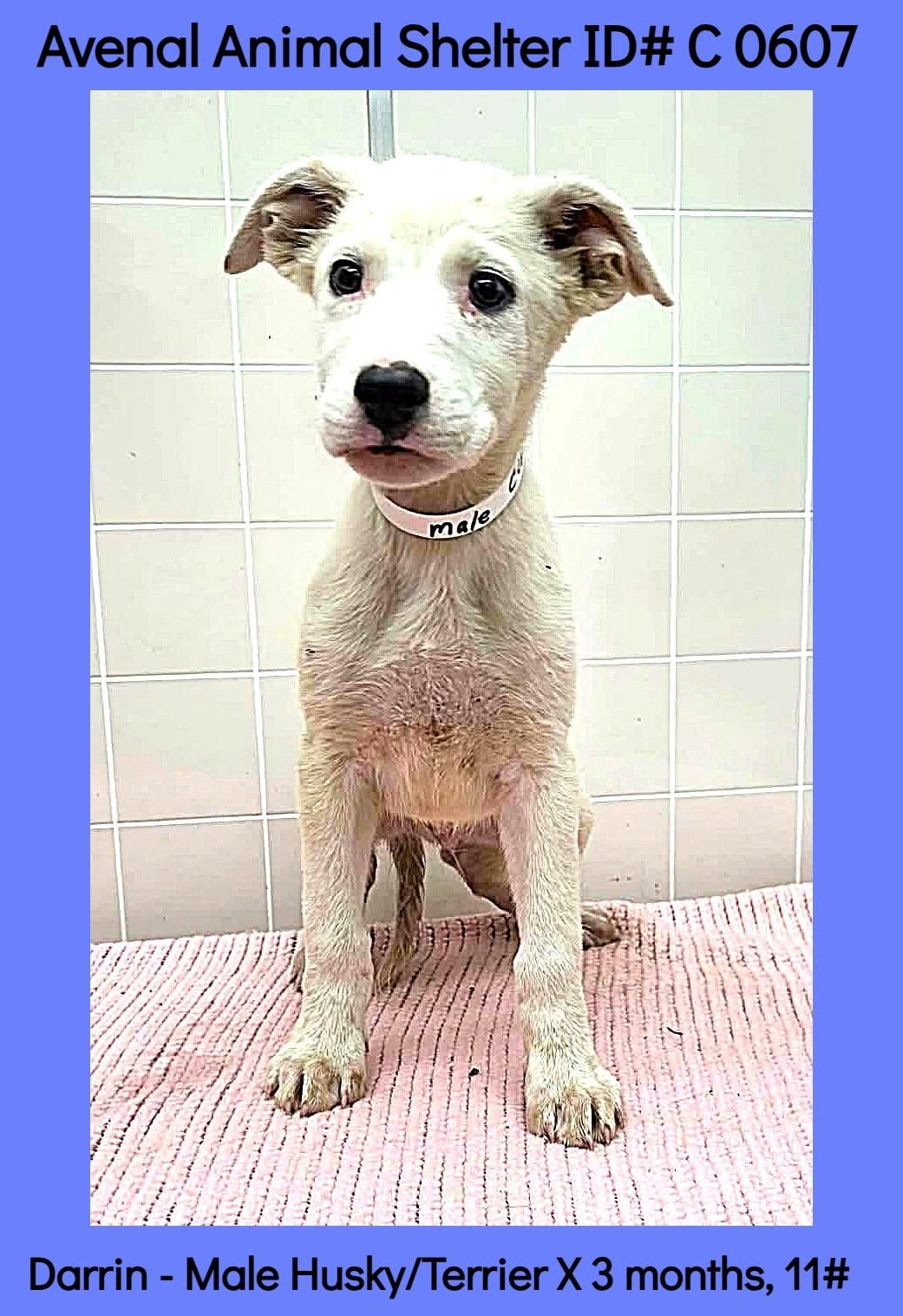 Enlarge Darrin, a ADOPTABLE mixed breed in Avenal, CA image 1/1