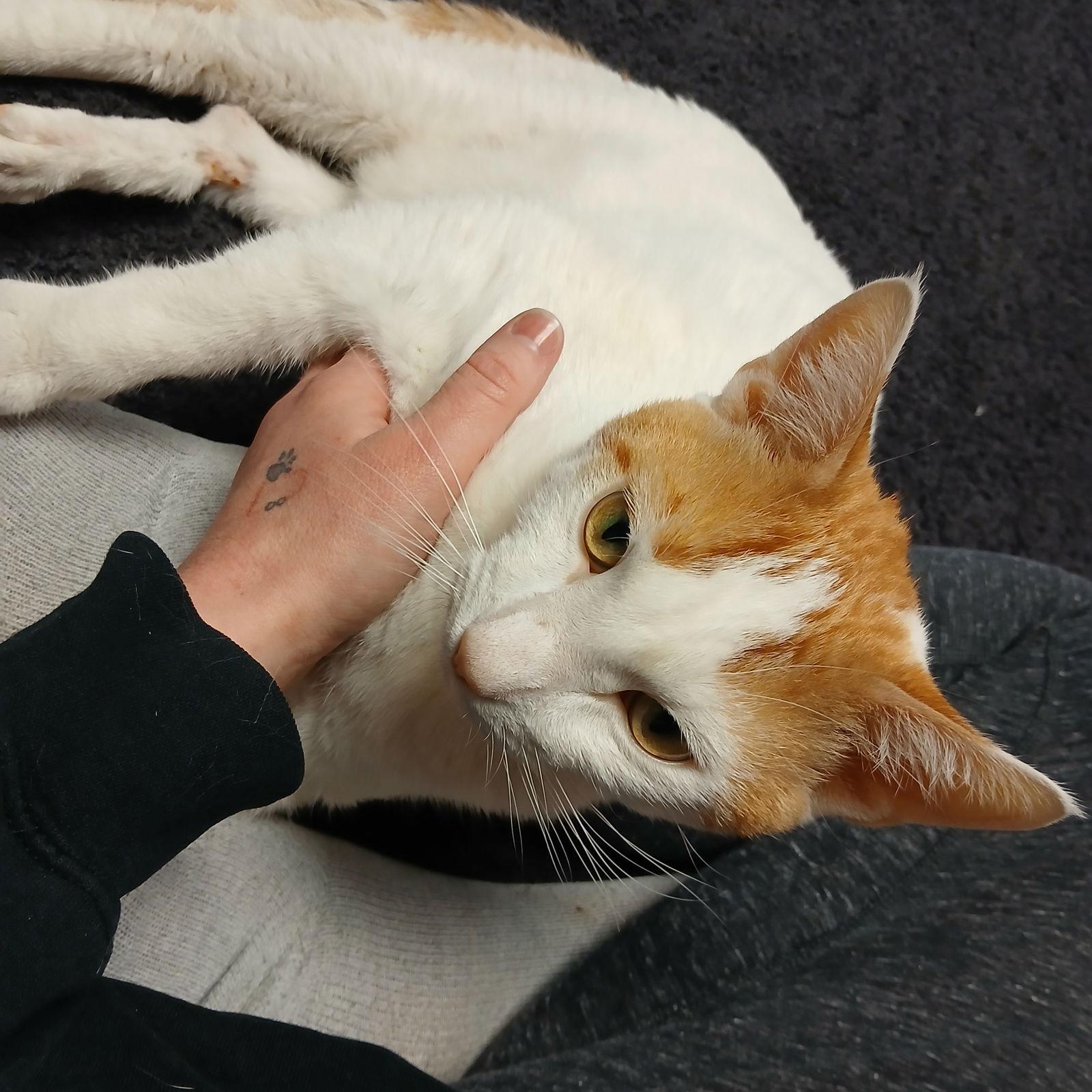 Enlarge Owen, a Adoptable Domestic Short Hair in St. Cloud, MN image 1/3