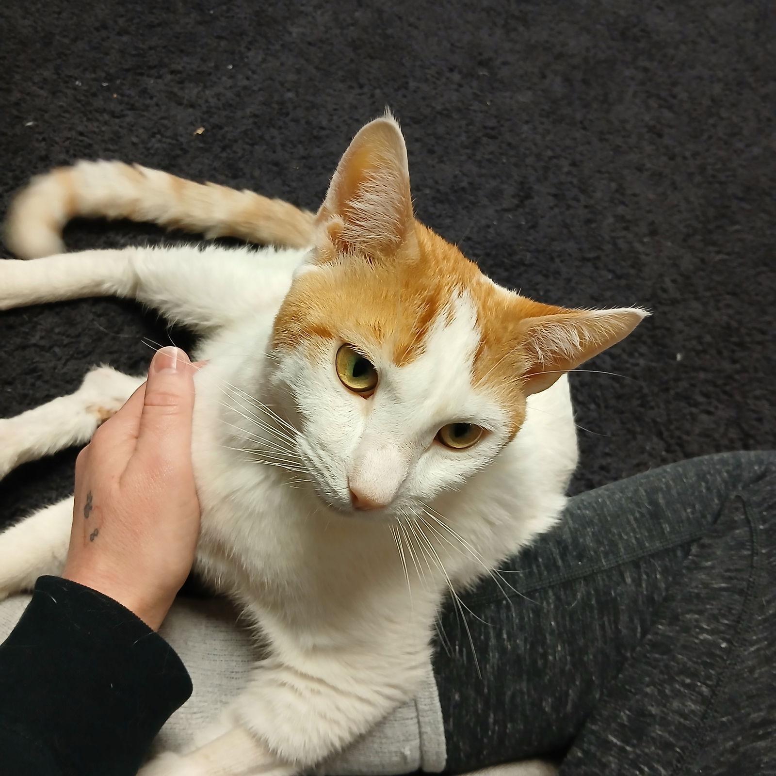 Enlarge Owen, a Adoptable Domestic Short Hair in St. Cloud, MN image 2/3