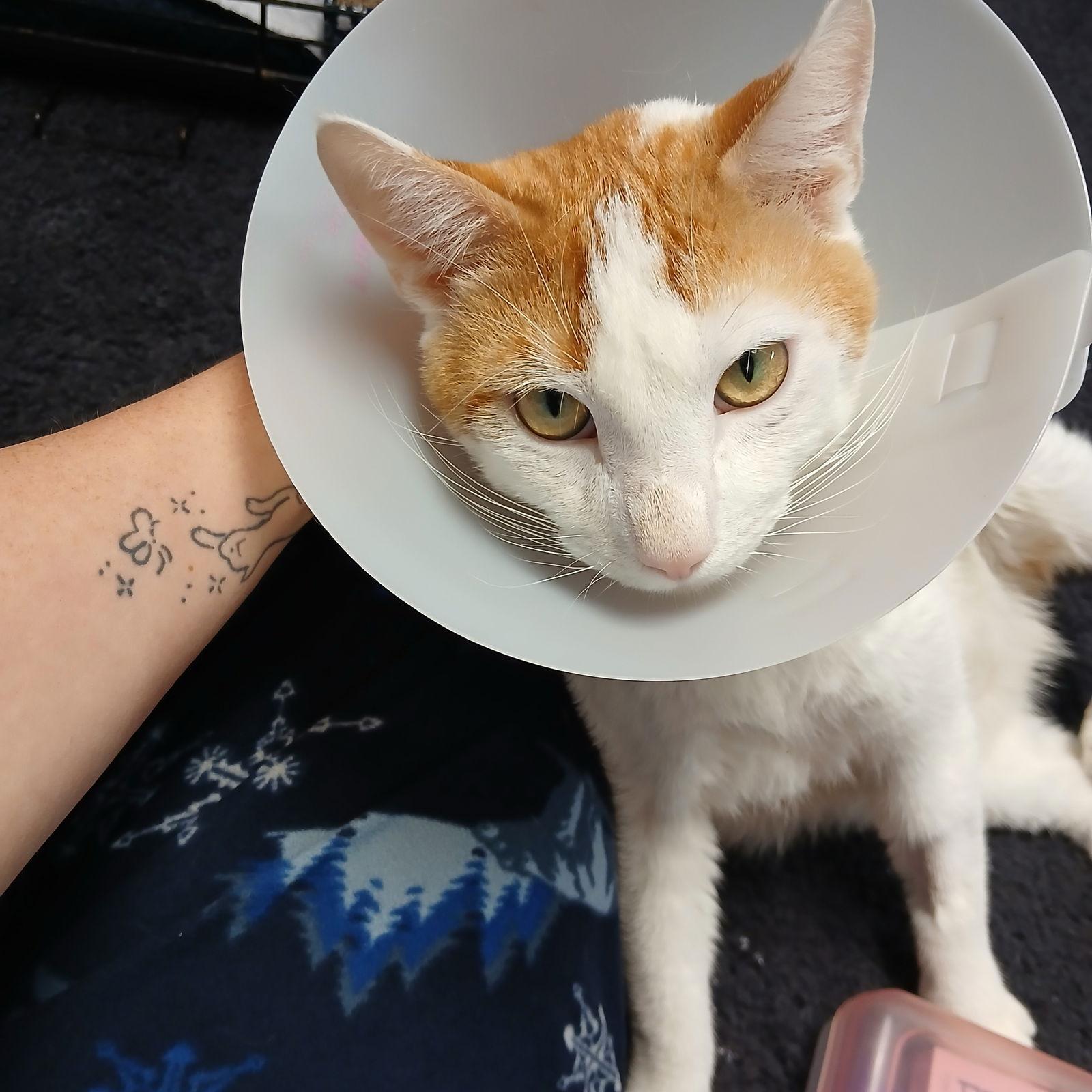 Enlarge Owen, a Adoptable Domestic Short Hair in St. Cloud, MN image 3/3