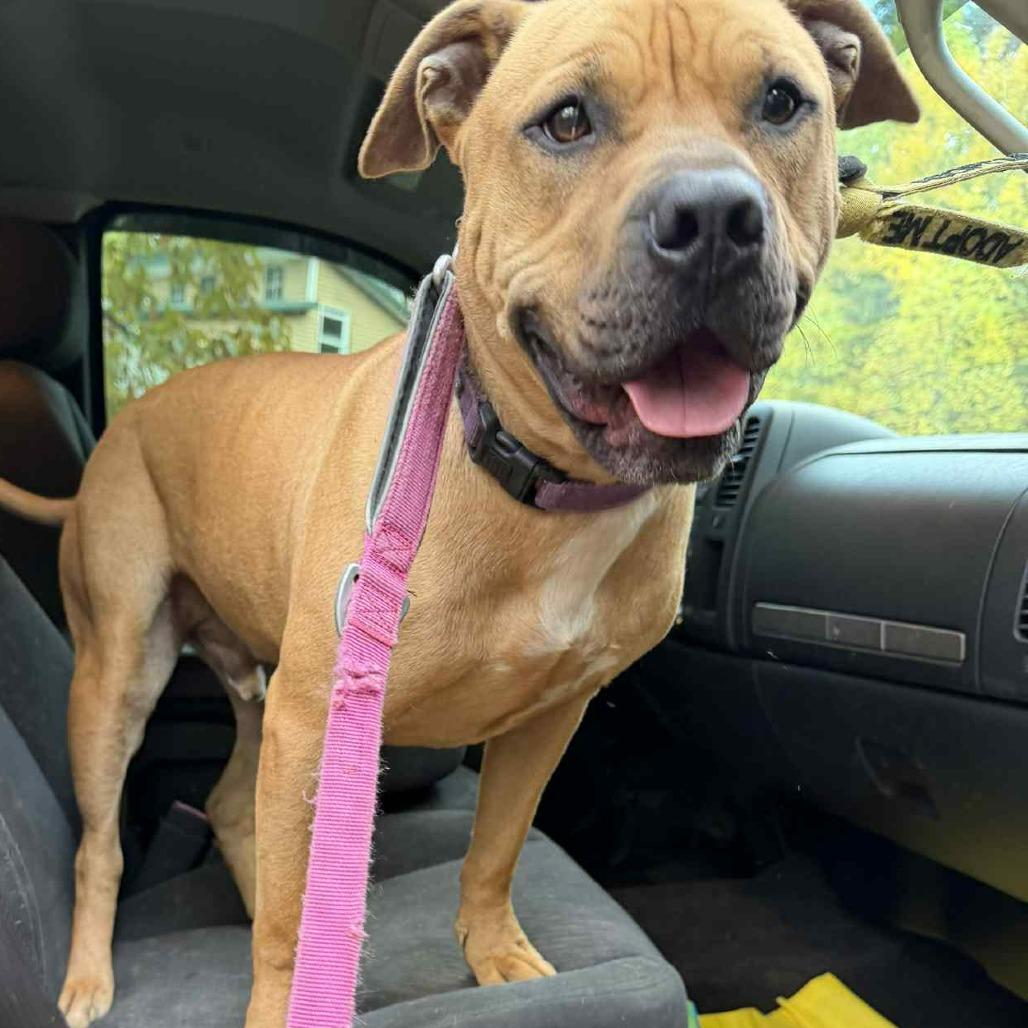 Lynyrd Skynrd, Adoptable, Adult Male Boxer & Mastiff.