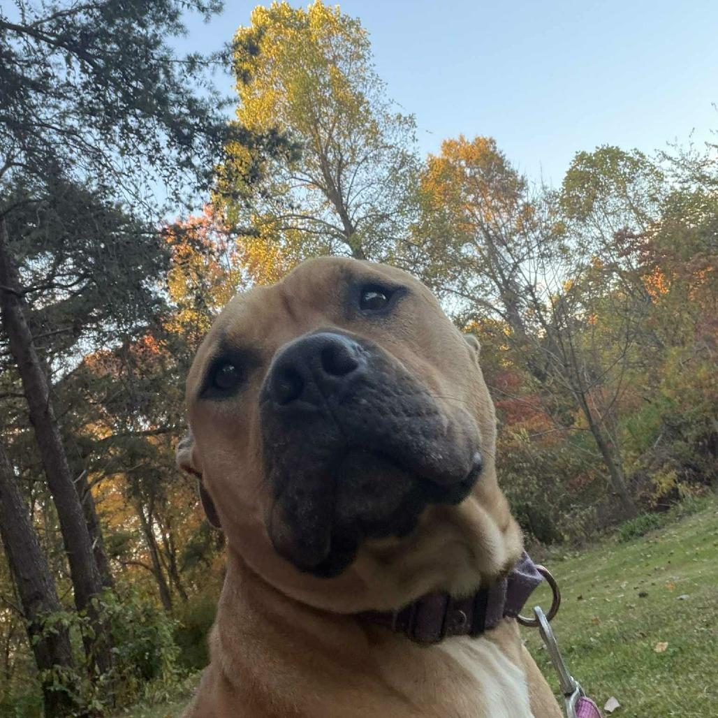 Lynyrd Skynrd thumbnail 4