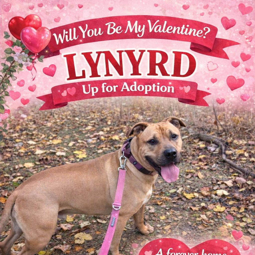 Enlarge Lynyrd, a Adoptable mixed breed in Lancaster, OH image 5/5