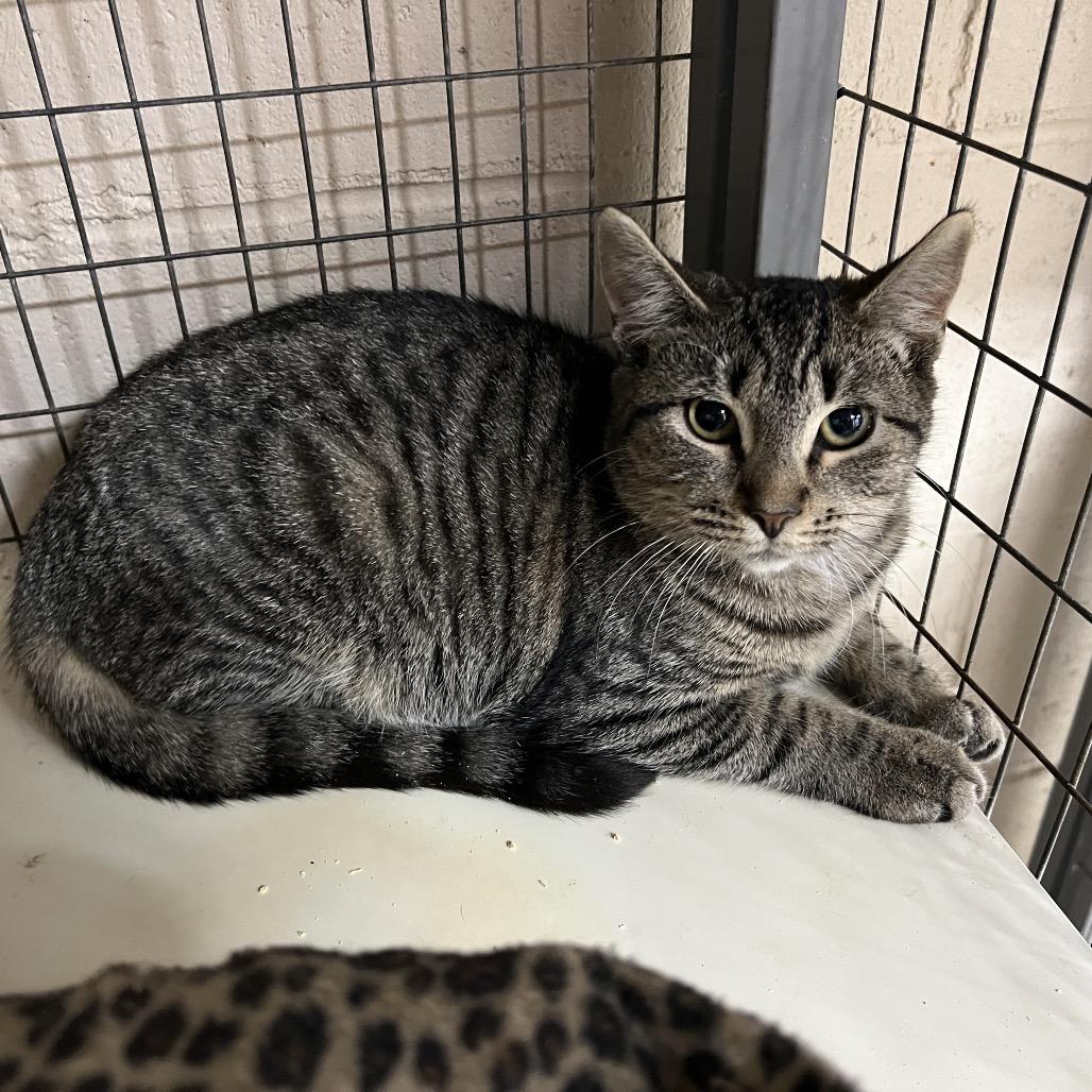 Augustina, Adoptable, Adult Female Domestic Medium Hair.