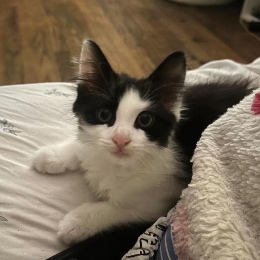 Lucy, Adoptable, Kitten Male Domestic Long Hair & Maine Coon.