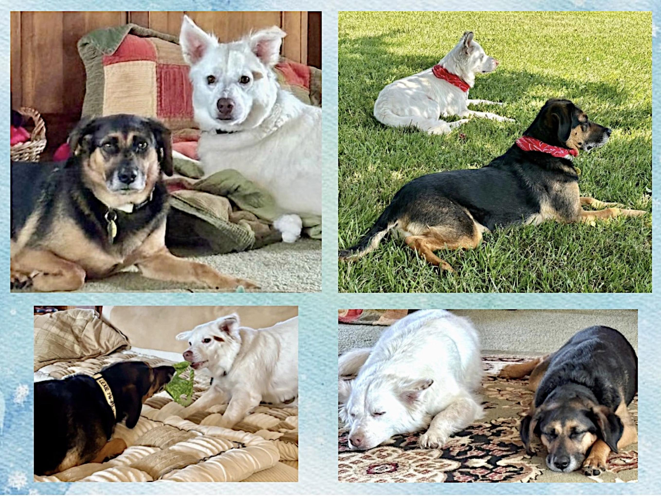 Enlarge Cooper & Lexie Cross Post, a ADOPTABLE mixed breed in Westfield, NY image 6/6