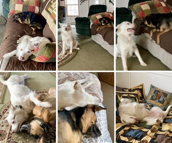 Enlarge Cooper & Lexie Cross Post, a ADOPTABLE mixed breed in Westfield, NY image 4/6