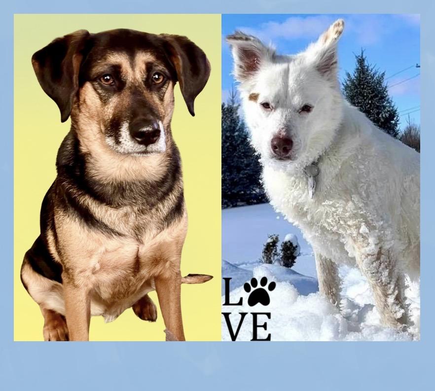 Cooper & Lexie Cross Post, ADOPTABLE, Adult Male Collie & Mixed Breed.
