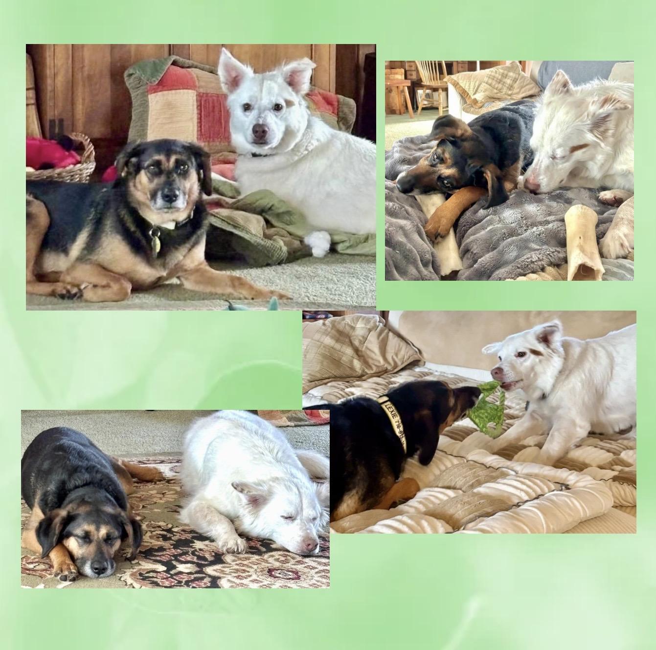 Enlarge Cooper & Lexie Cross Post, a ADOPTABLE mixed breed in Westfield, NY image 5/6