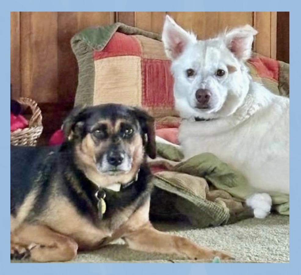 Enlarge Cooper & Lexie Cross Post, a ADOPTABLE mixed breed in Westfield, NY image 3/6
