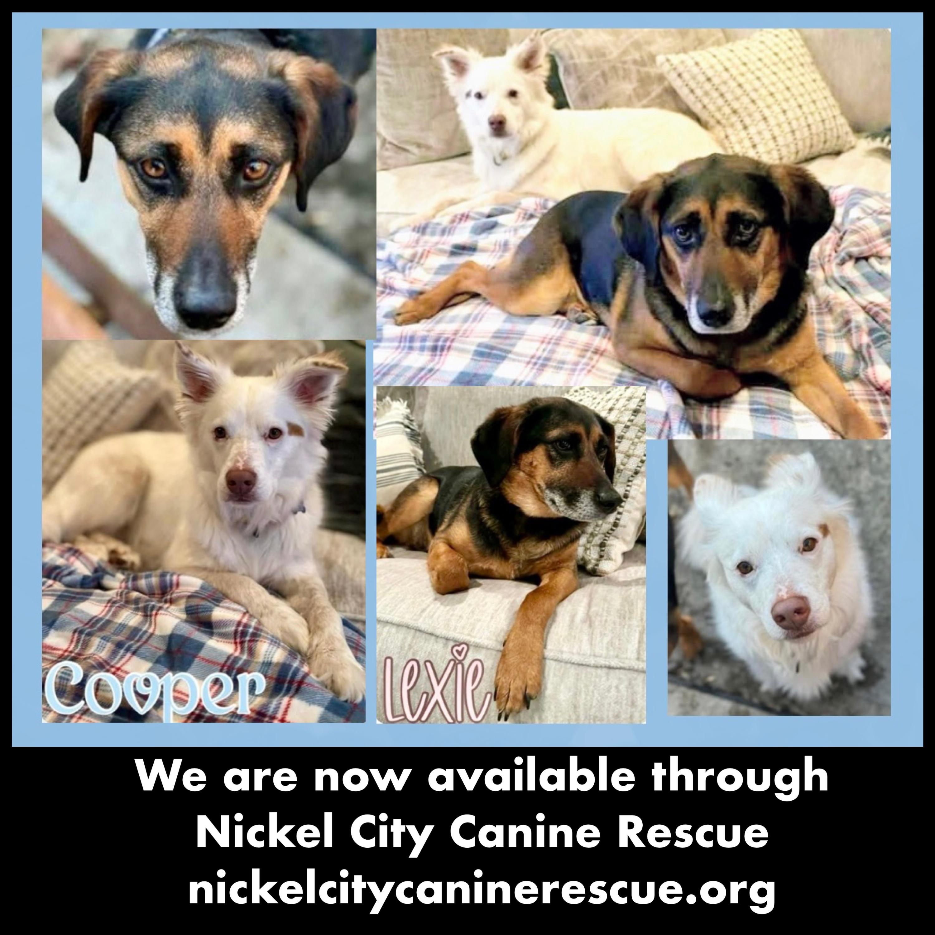 Enlarge Cooper & Lexie Cross Post, a ADOPTABLE mixed breed in Westfield, NY image 2/6