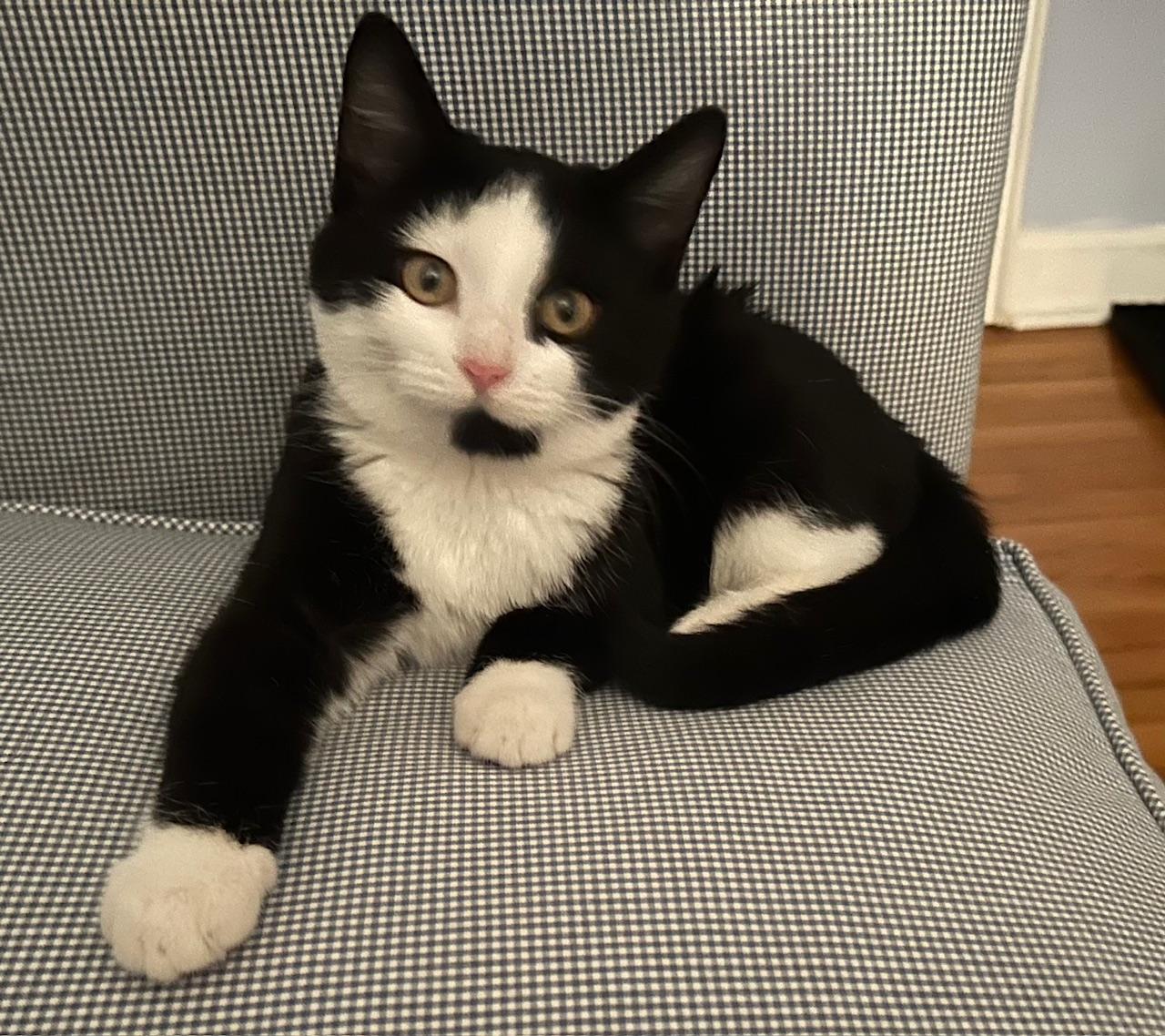 Enlarge Churu, a ADOPTABLE mixed breed in Elmhurst, IL image 2/6