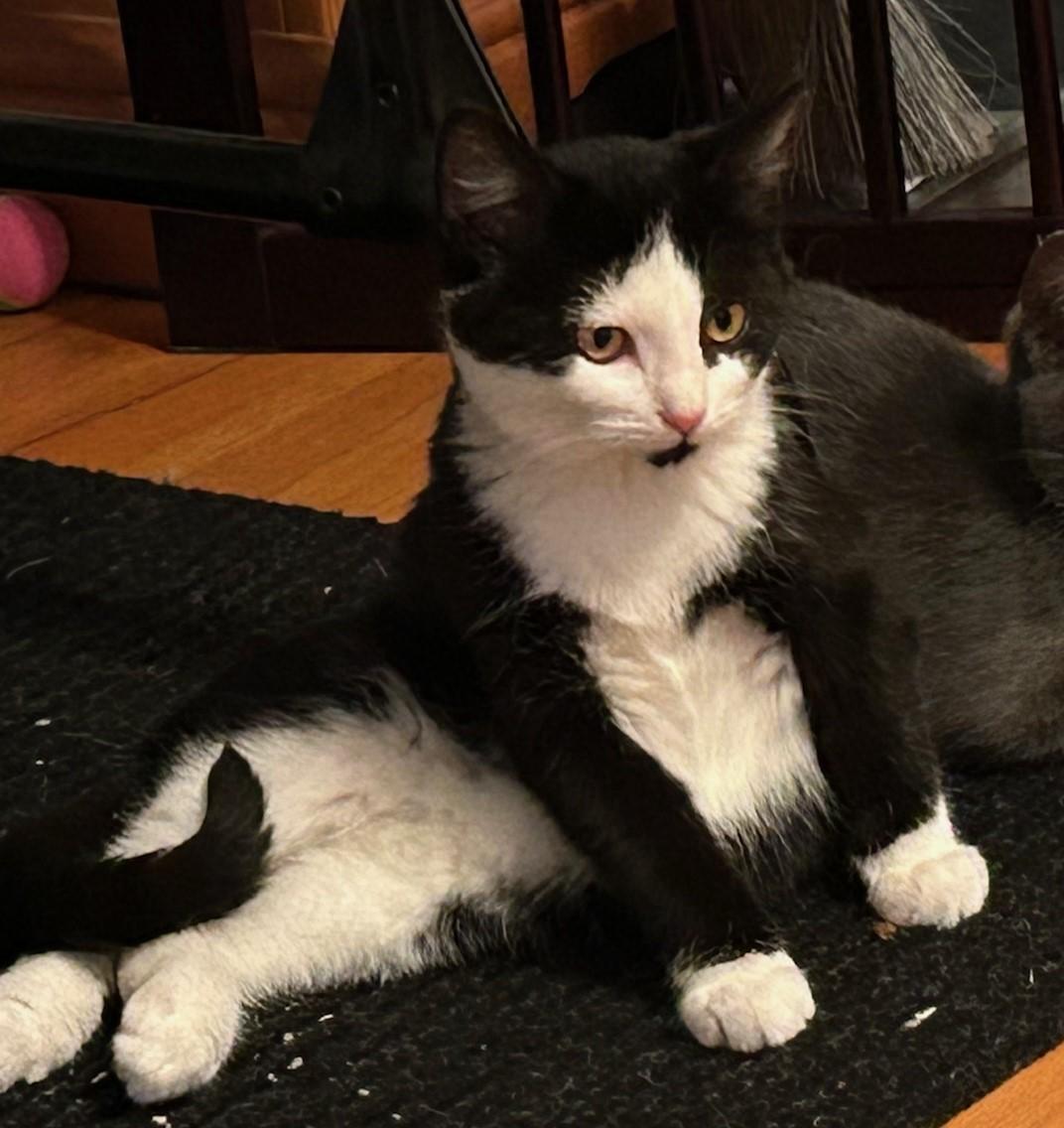 Enlarge Churu, a ADOPTABLE mixed breed in Elmhurst, IL image 3/6