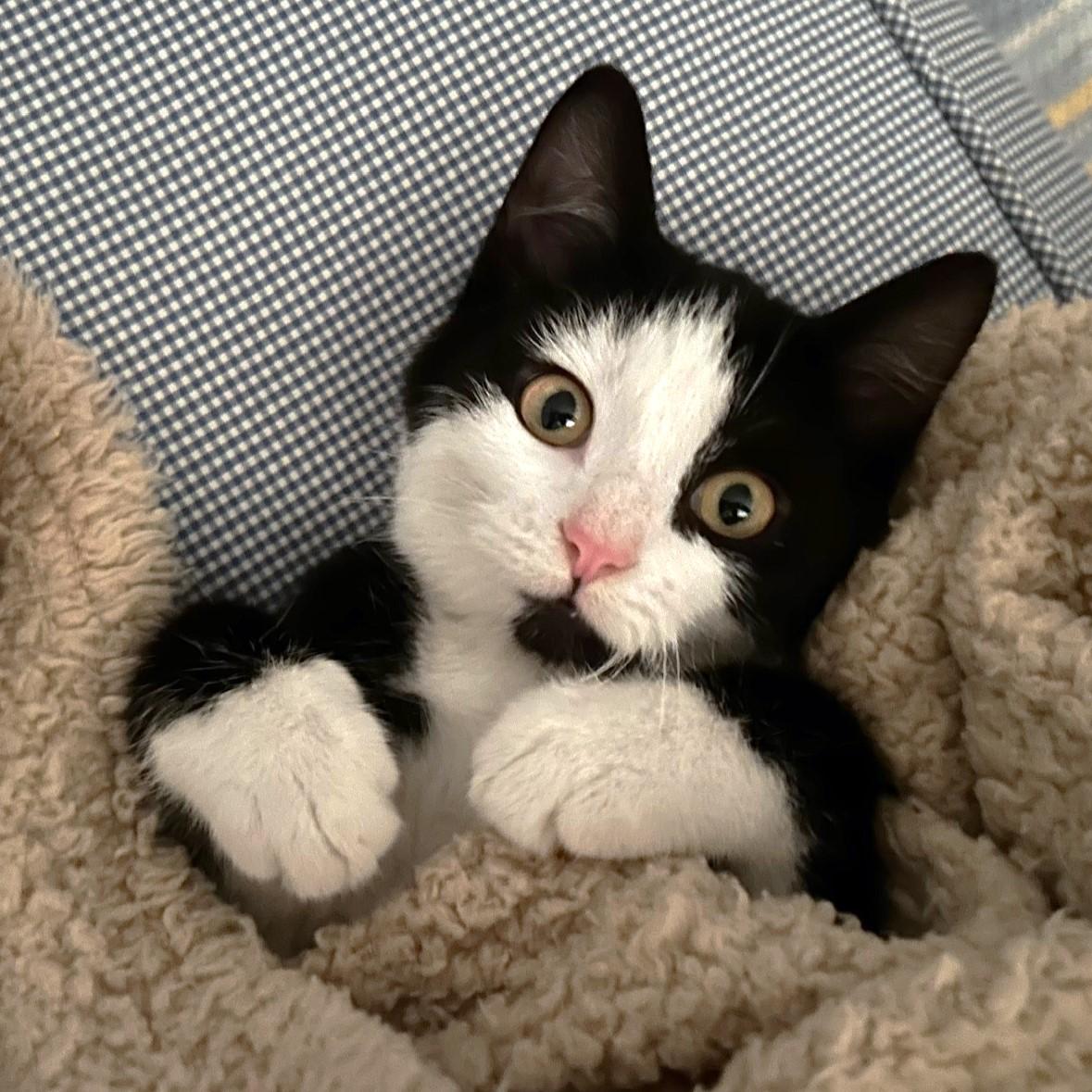 Churu, ADOPTABLE, Kitten Male Tuxedo & Domestic Short Hair.