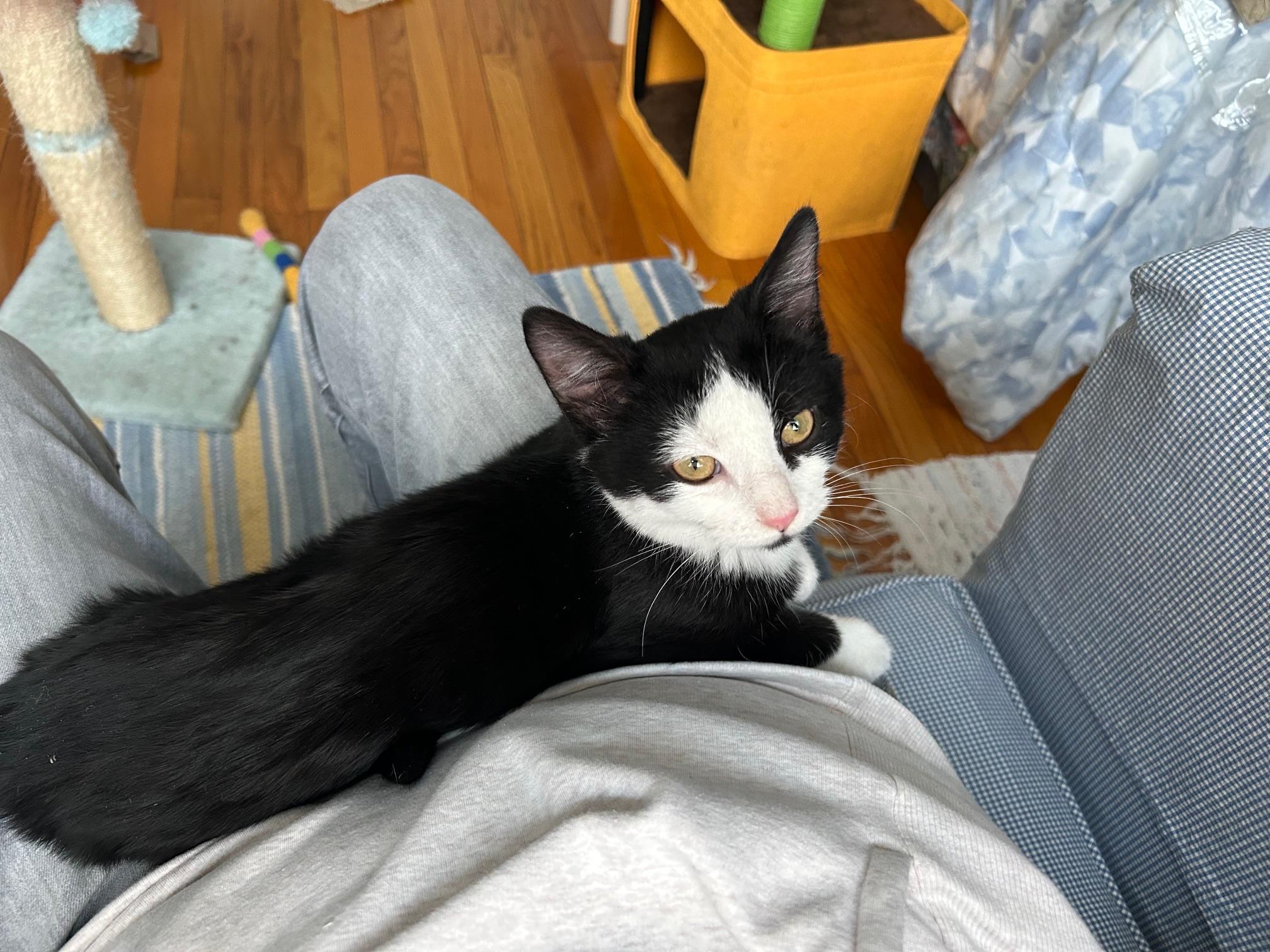 Enlarge Churu, a ADOPTABLE mixed breed in Elmhurst, IL image 4/6