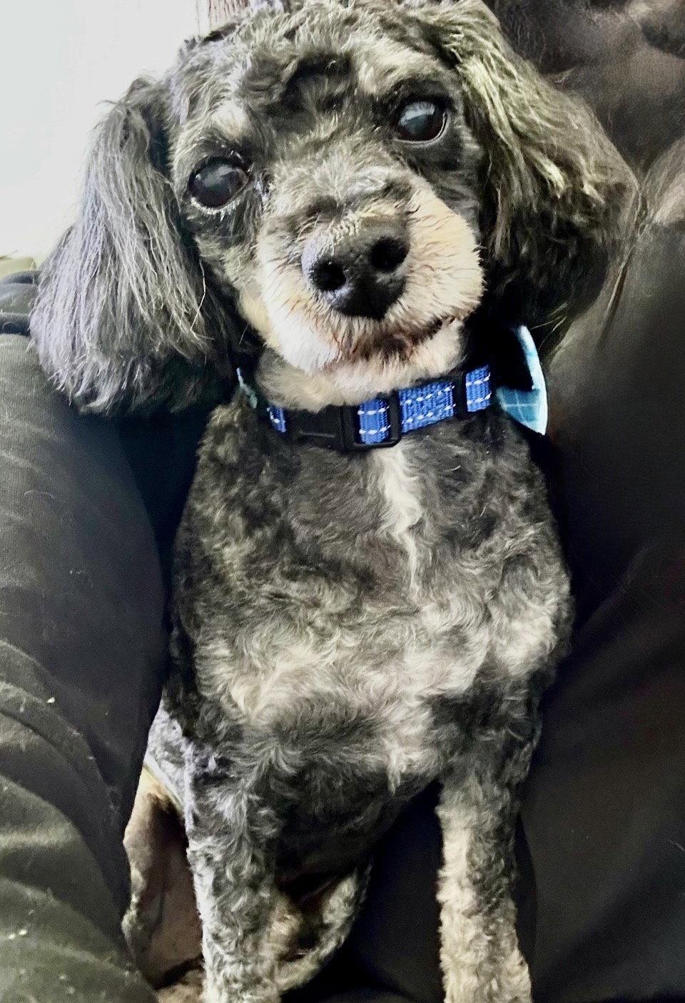Boots, Adoptable, Senior Male Poodle.