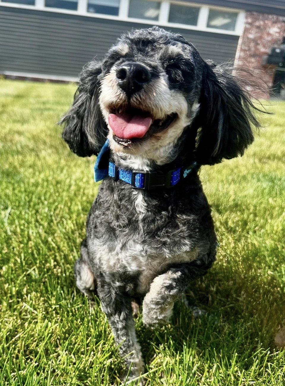 Enlarge Boots, a Adoptable Poodle in Omaha, NE image 2/3
