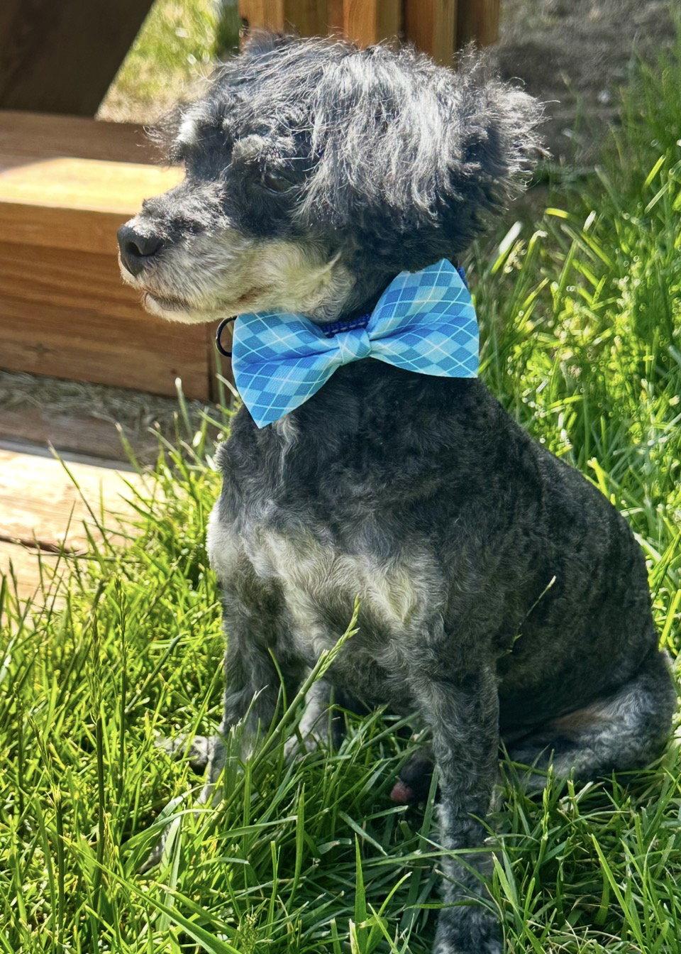 Enlarge Boots, a Adoptable Poodle in Omaha, NE image 3/3