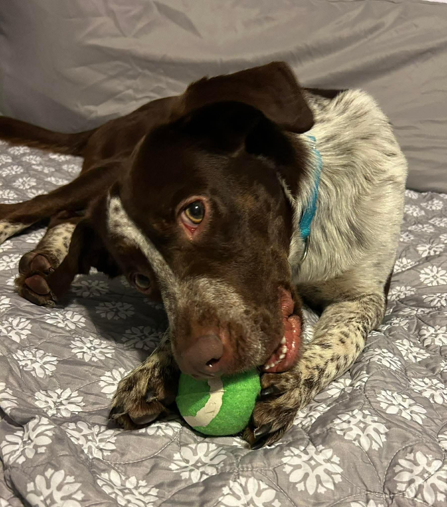 Enlarge Michelangelo , a ADOPTABLE mixed breed in Brooks, ME image 2/4