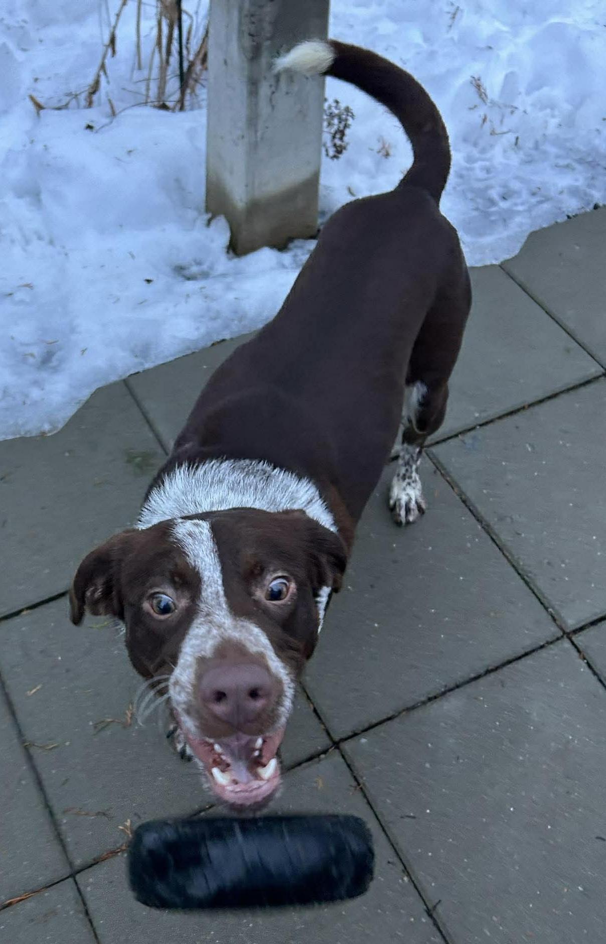 Enlarge Michelangelo , a ADOPTABLE mixed breed in Brooks, ME image 3/4