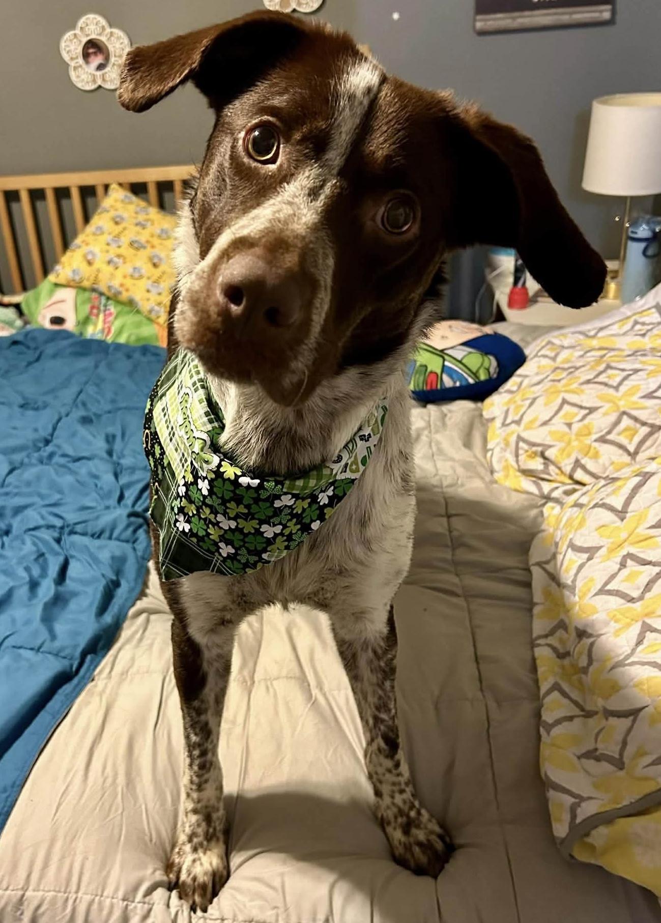 Michelangelo , ADOPTABLE, Adult Male German Shorthaired Pointer.