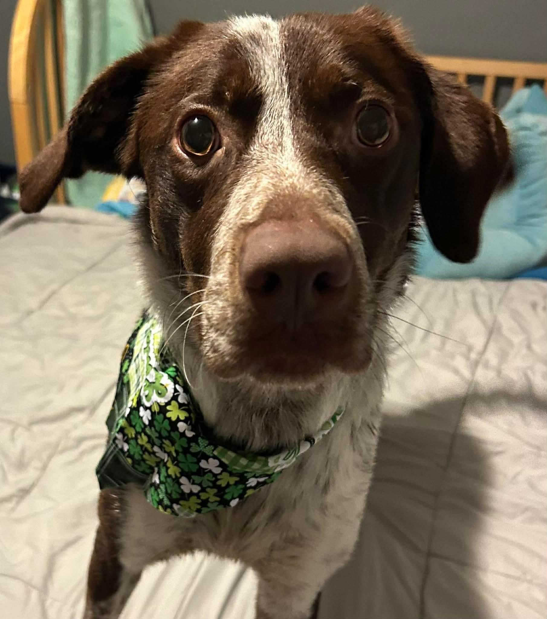 Enlarge Michelangelo , a ADOPTABLE mixed breed in Brooks, ME image 4/4