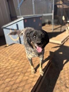 Otis, Adoptable, Adult Male Cattle Dog.