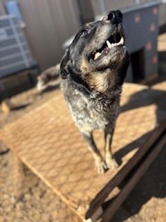 Enlarge Otis, a Adoptable Cattle Dog in Page, AZ image 2/5