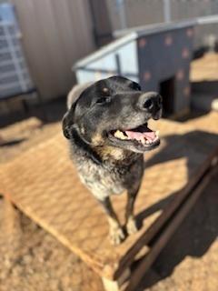 Enlarge Otis, a Adoptable Cattle Dog in Page, AZ image 3/5