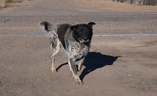 Enlarge Otis, a Adoptable Cattle Dog in Page, AZ image 4/5