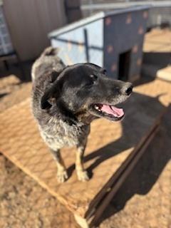 Enlarge Otis, a Adoptable Cattle Dog in Page, AZ image 5/5
