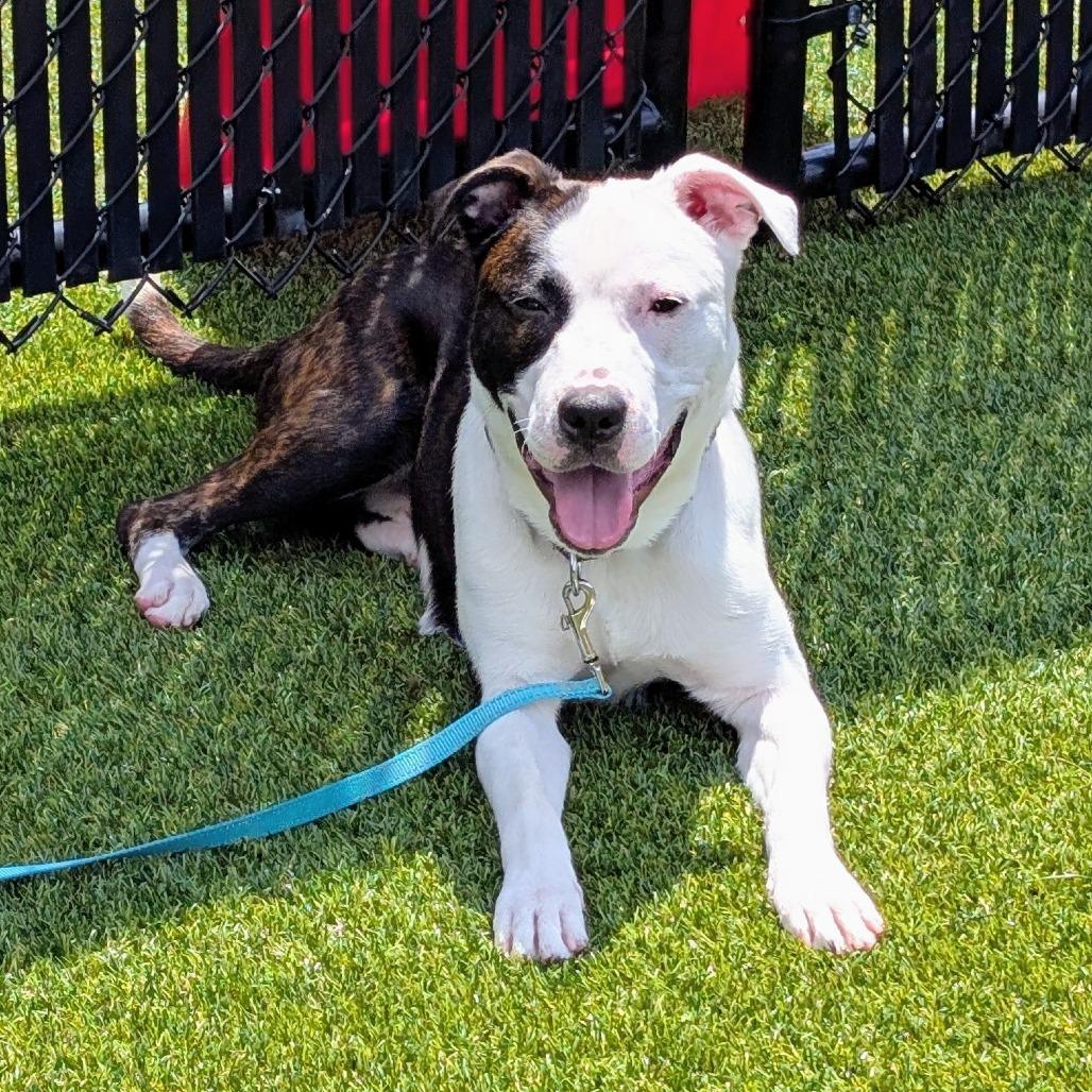 Tyme, Adoptable, Young Male Mixed Breed.