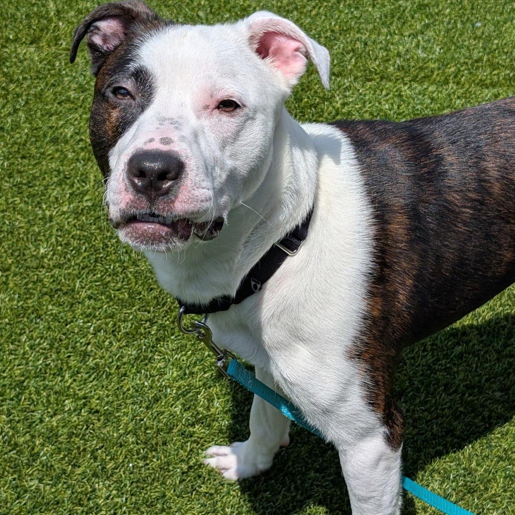 Enlarge Tyme, a Adoptable Mixed Breed in Pittsburgh, PA image 2/6