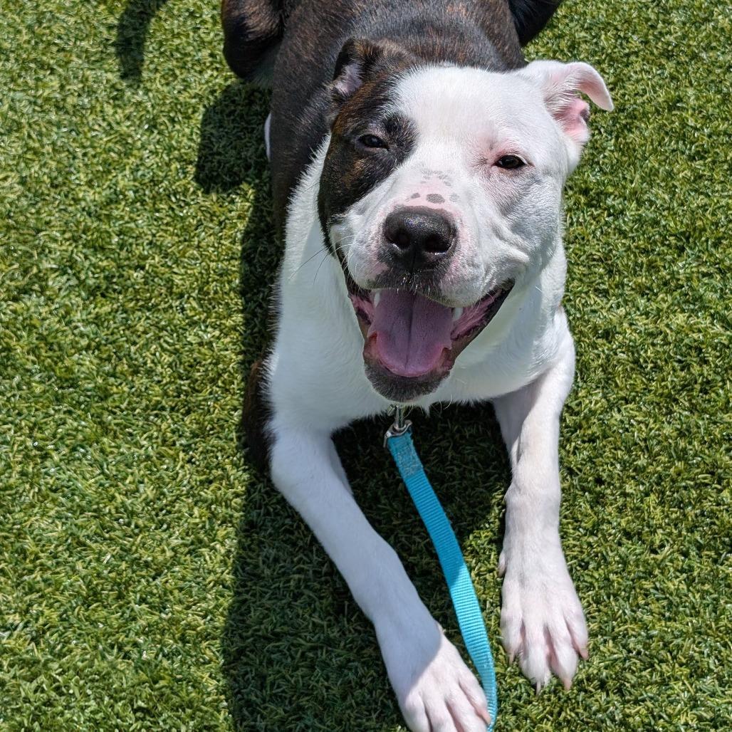 Enlarge Tyme, a Adoptable Mixed Breed in Pittsburgh, PA image 3/6