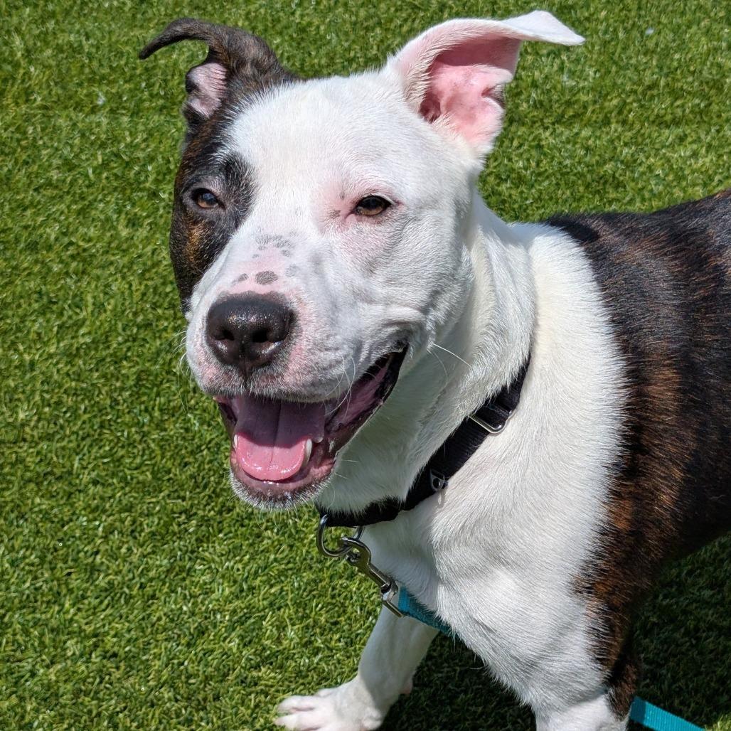 Enlarge Tyme, a Adoptable Mixed Breed in Pittsburgh, PA image 4/6