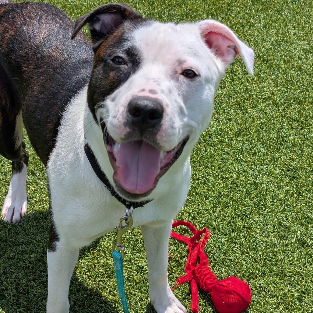Enlarge Tyme, a Adoptable Mixed Breed in Pittsburgh, PA image 5/6